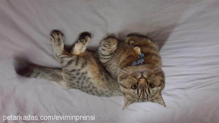 pasa Erkek British Shorthair