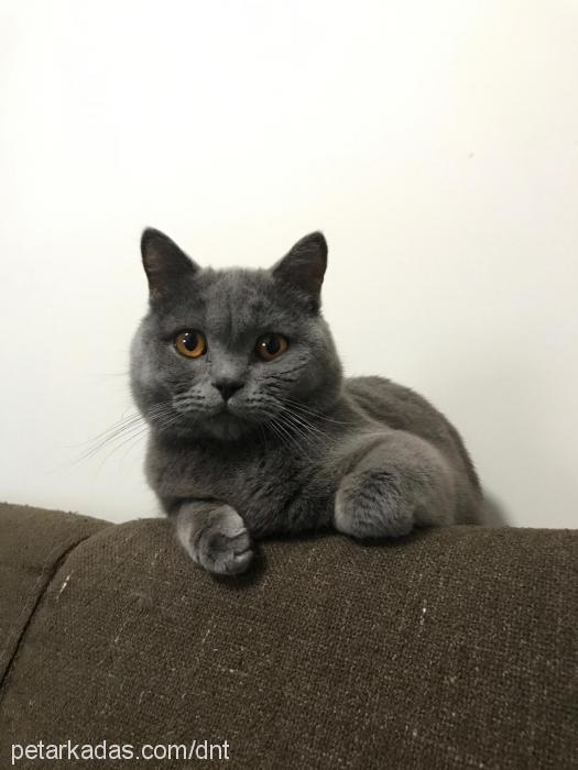 romeo Erkek British Shorthair