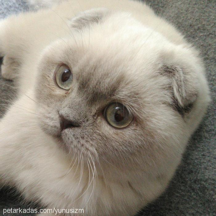 fındık Erkek British Shorthair