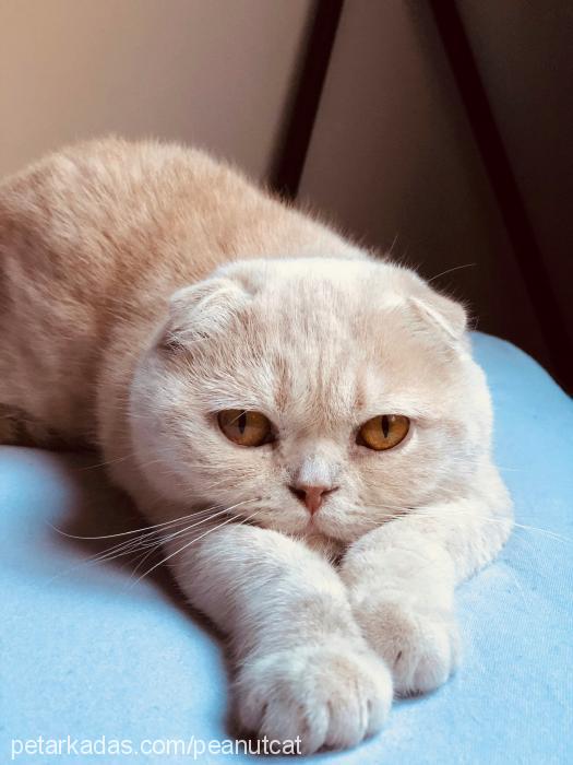 peanut Dişi British Shorthair