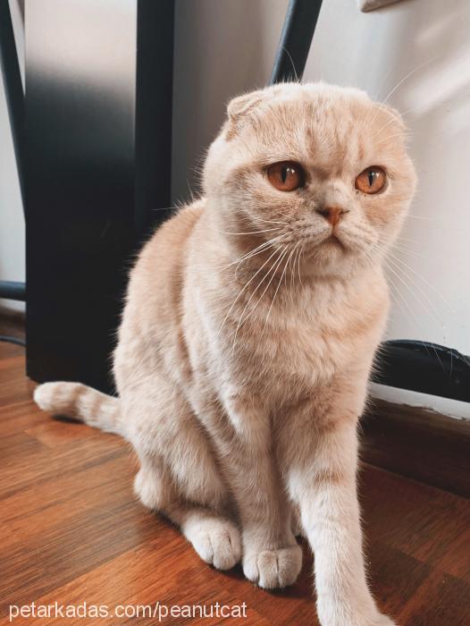 peanut Dişi British Shorthair