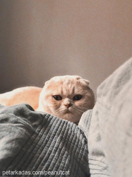 peanut Dişi British Shorthair