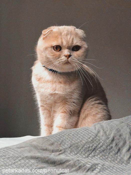 peanut Dişi British Shorthair