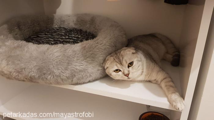 köpük Erkek Scottish Fold