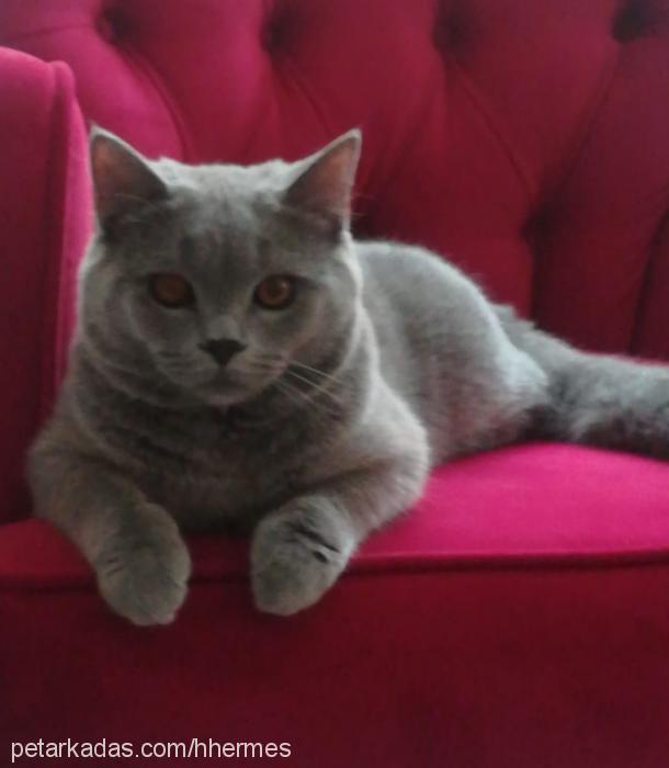 hermes Erkek British Shorthair