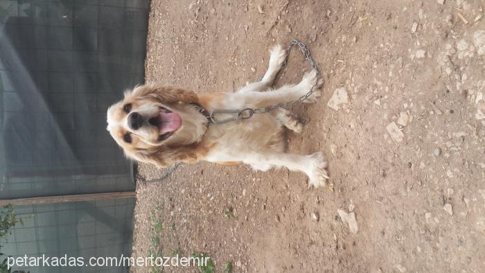 zara Dişi İngiliz Cocker Spaniel