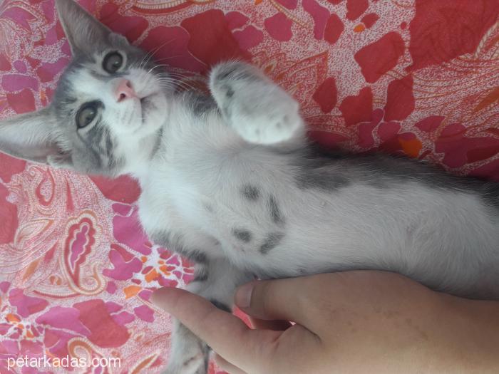 Karnında Gülücüğü Olan Kedime Yuva Arıyor, Ücretsiz Kedi, Adana