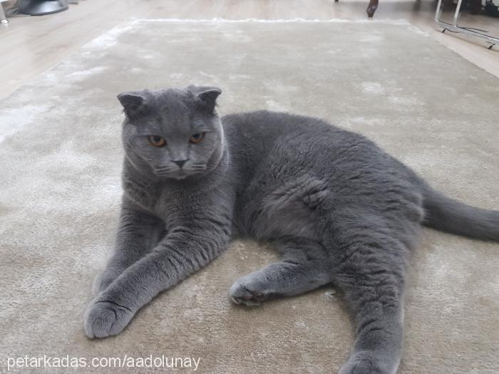 mio Erkek Scottish Fold