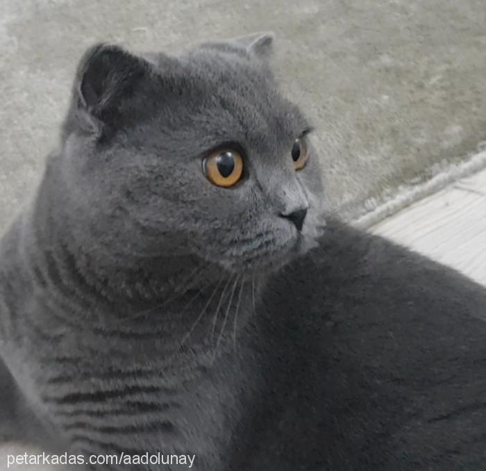 mio Erkek Scottish Fold