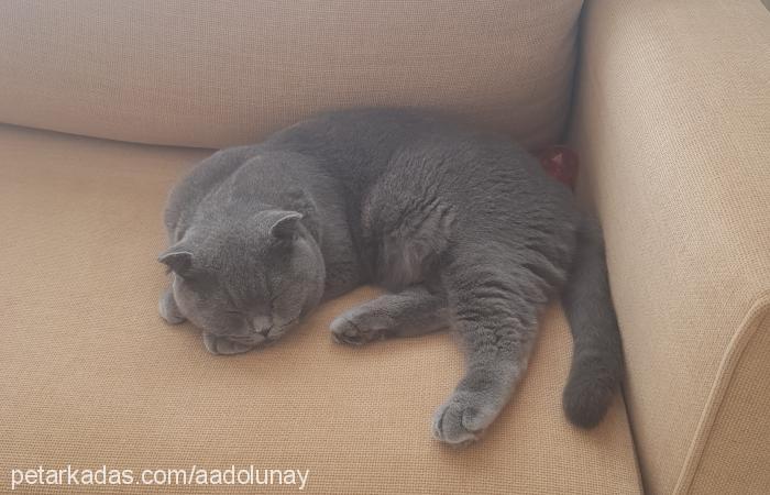 mio Erkek Scottish Fold