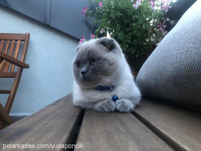 ponçik Erkek Scottish Fold