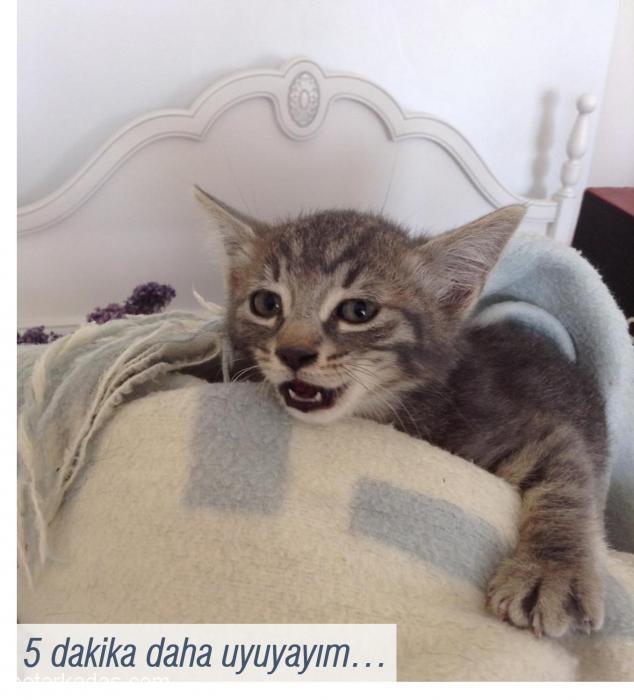 2 Aylık Yavrumuz Boncuk, Kum Ve Kedi Maması Alışkanlığı Vardır., Ankara