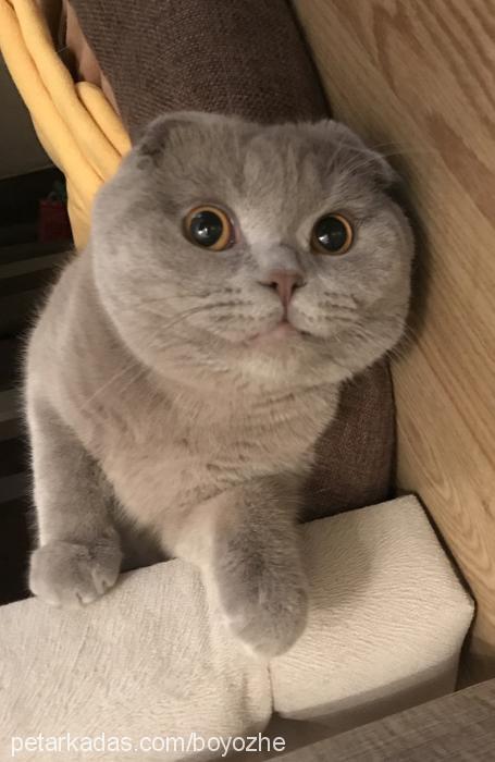 boyoz Erkek Scottish Fold