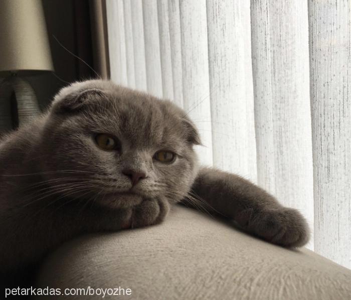 boyoz Erkek Scottish Fold