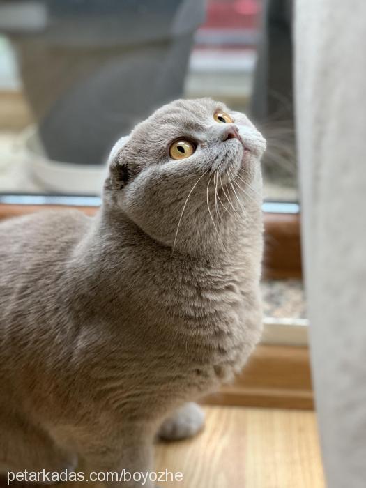 boyoz Erkek Scottish Fold