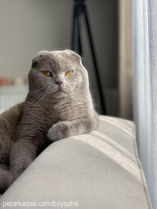 boyoz Erkek Scottish Fold