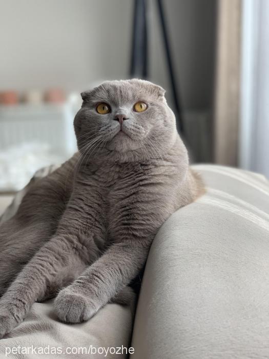 boyoz Erkek Scottish Fold