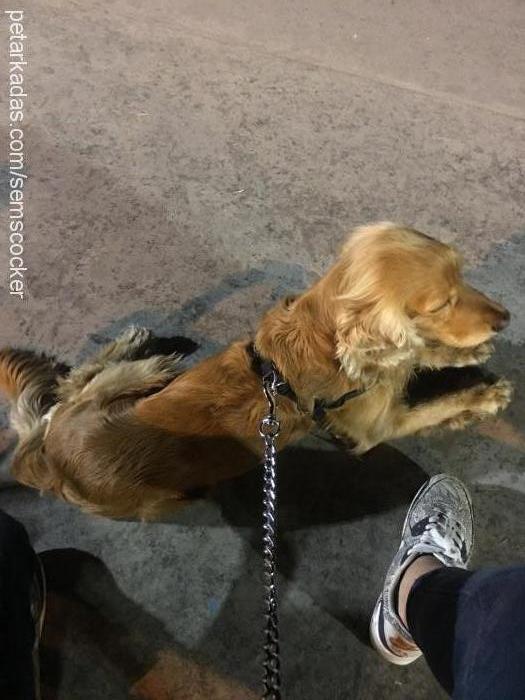 Şems Erkek İngiliz Cocker Spaniel