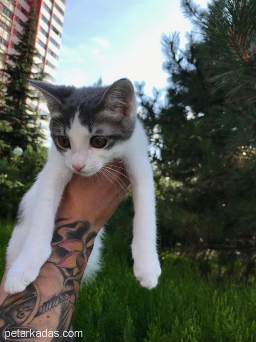 Meraklı Şans Getireceği Yuva Arıyo, Ücretsiz Kedi, Ankara