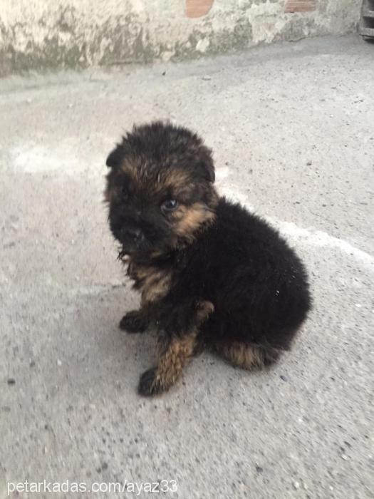 Çakırdeyzi Erkek Alman Çoban Köpeği