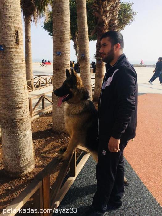 Çakırdeyzi Erkek Alman Çoban Köpeği