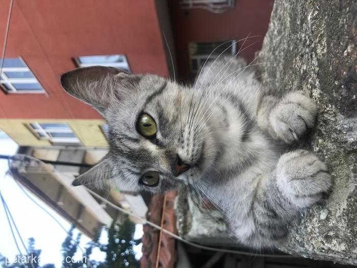 Sokağa Atılmış, , Ücretsiz Kedi, İstanbul