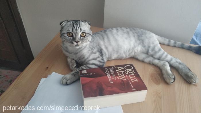 Ivan Erkek Scottish Fold