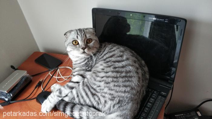 Ivan Erkek Scottish Fold