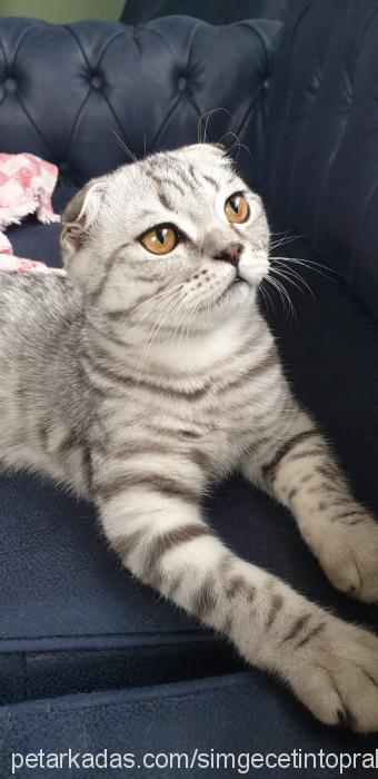 Ivan Erkek Scottish Fold