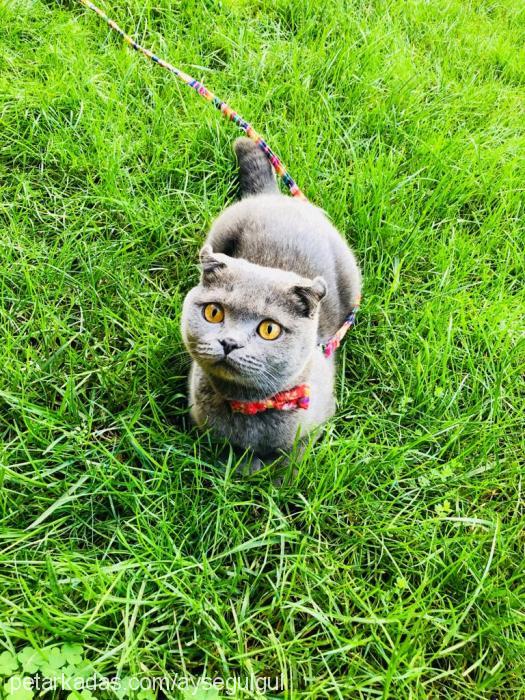 pera Dişi Scottish Fold