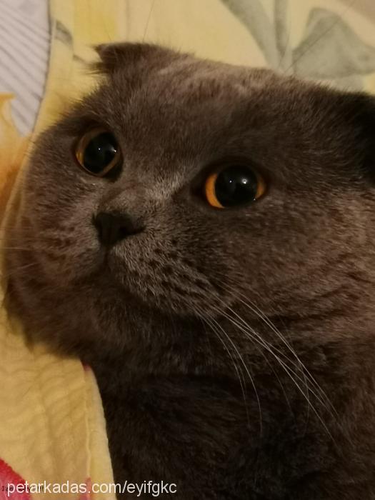 duman Erkek British Shorthair