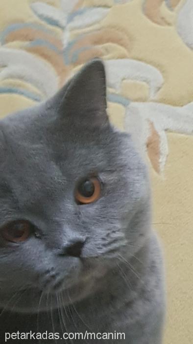 ponçik Erkek British Shorthair