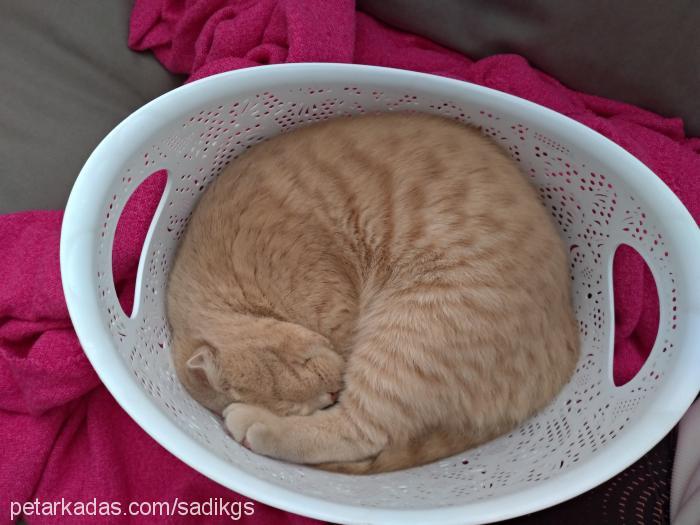 tarçın Erkek Scottish Fold