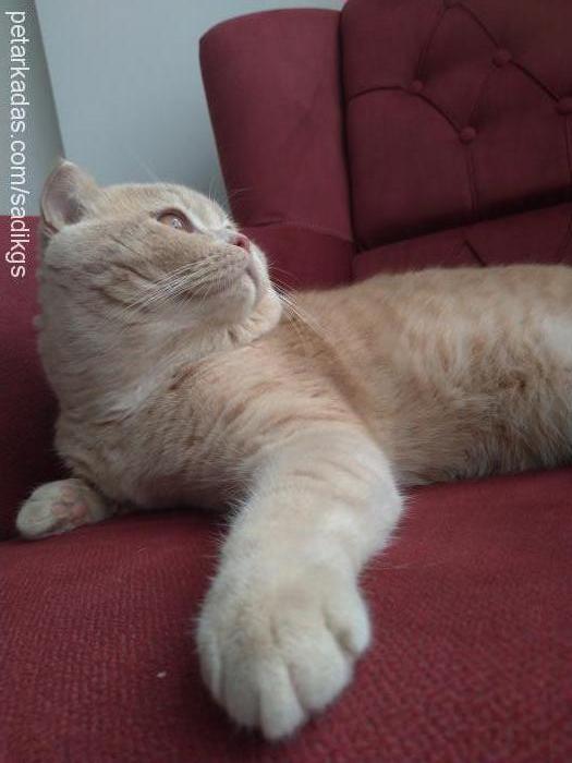 tarçın Erkek Scottish Fold