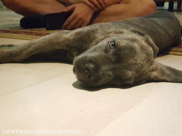 ice Erkek Cane Corso Italiano