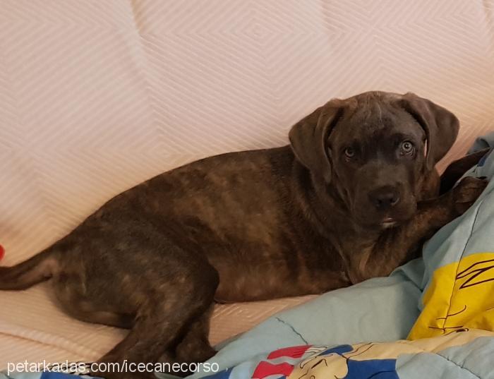 ice Erkek Cane Corso Italiano