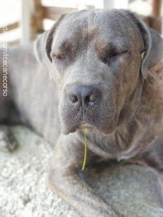 ice Erkek Cane Corso Italiano