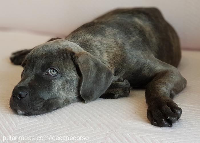 ice Erkek Cane Corso Italiano