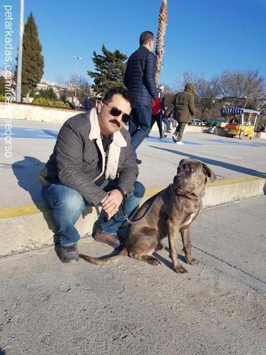 ice Erkek Cane Corso Italiano