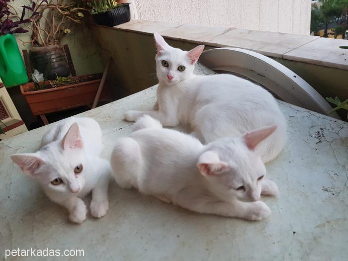2,5 Aylık Van Kedileri Kalıcı Yuvasını Arıyor, Ücretsiz Kedi, Antalya
