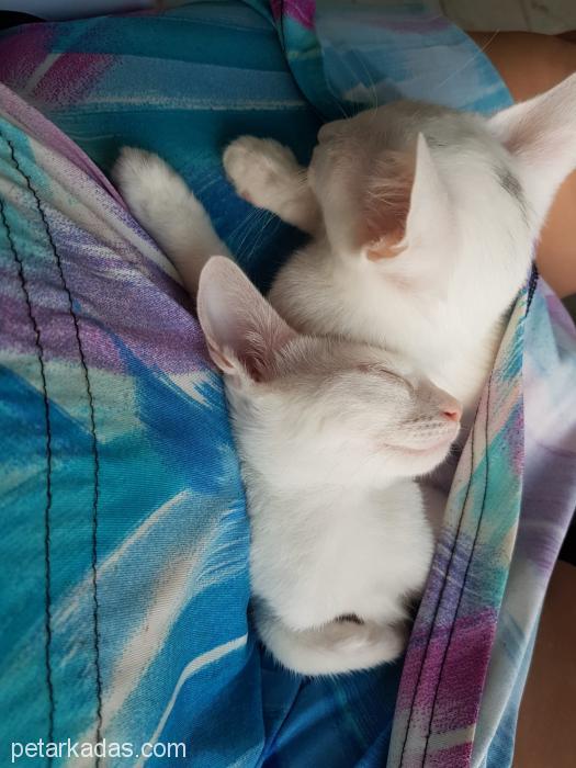 2,5 Aylık Van Kedileri Kalıcı Yuvasını Arıyor, Ücretsiz Kedi, Antalya