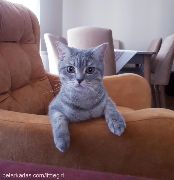 lucy Dişi British Shorthair