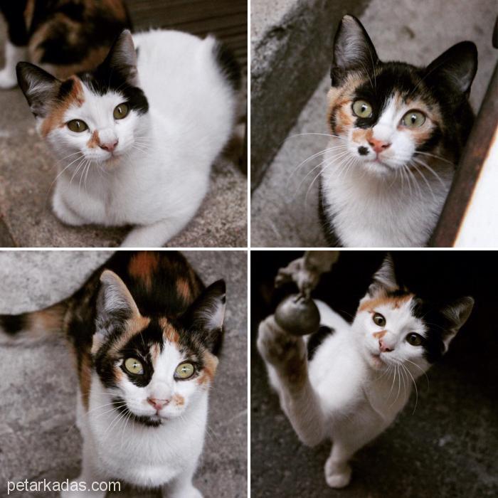 Üç Renkli Minikler Yuva Arıyor, , Ücretsiz Kedi, İstanbul