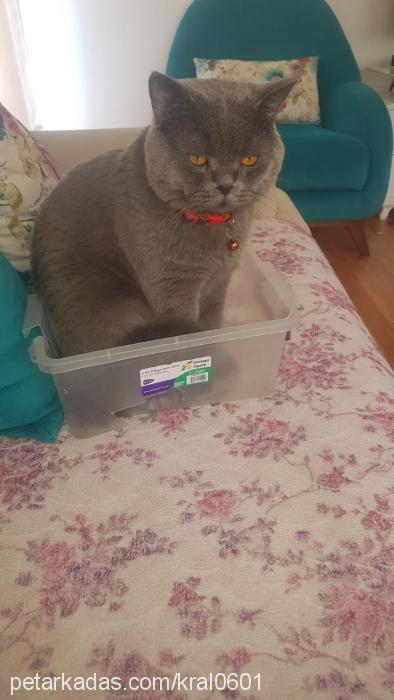 kral Erkek British Shorthair