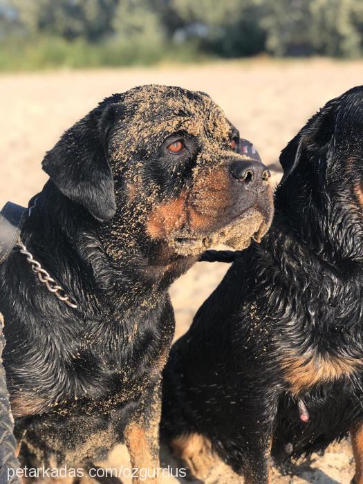 shela Dişi Rottweiler