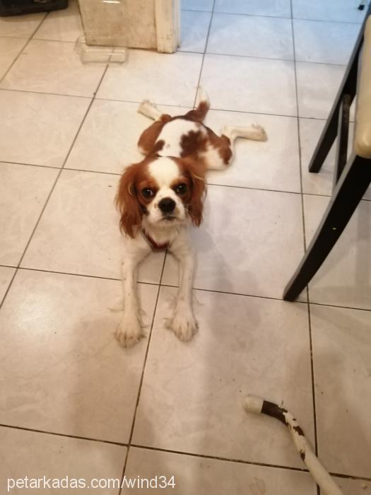 oscar Erkek Cavalier King Charles Spanieli