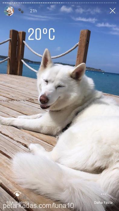 luna Dişi Sibirya Kurdu (Husky)