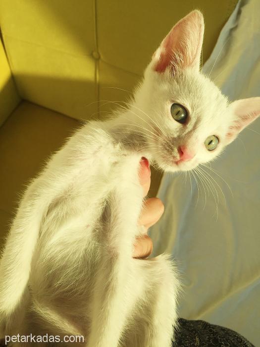 Acil Kalıcı Yuva Arıyoru, Ücretsiz Kedi, Adana