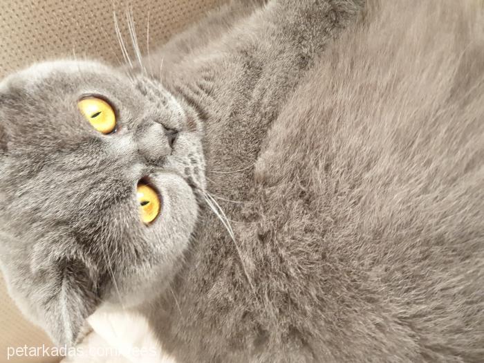 misha Dişi British Shorthair