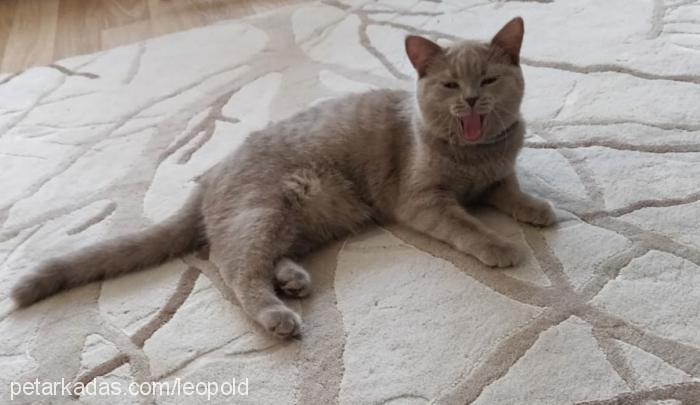 roxy Dişi British Shorthair